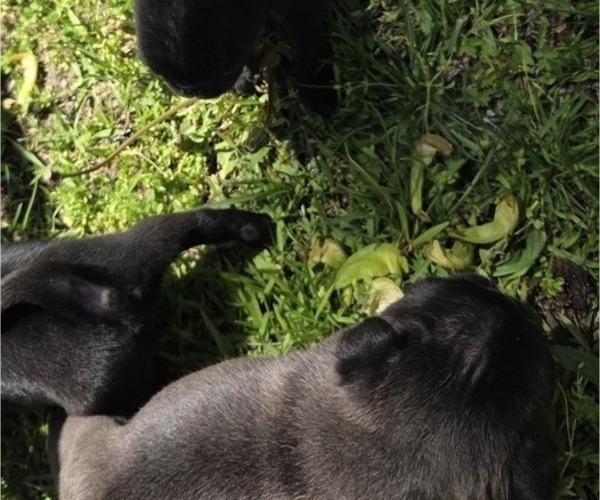Medium Photo #6 Pug Puppy For Sale in HILLSDALE, MI, USA