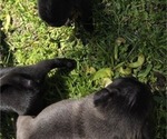 Small Photo #7 Pug Puppy For Sale in HILLSDALE, MI, USA