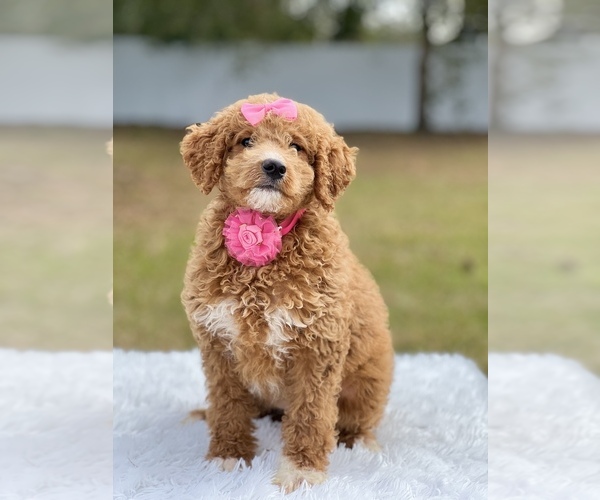 Medium Photo #9 Goldendoodle (Miniature) Puppy For Sale in FROSTPROOF, FL, USA