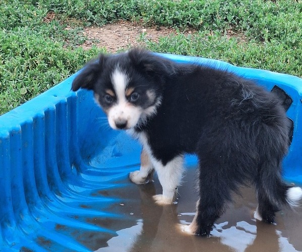 Medium Photo #1 Miniature Australian Shepherd Puppy For Sale in FAIRVIEW, SD, USA