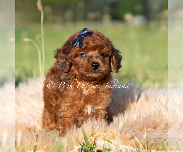 Medium Photo #4 Poodle (Miniature) Puppy For Sale in WARSAW, IN, USA