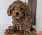 Small Photo #47 Cavapoo (Miniature) Puppy For Sale in GOSHEN, IN, USA