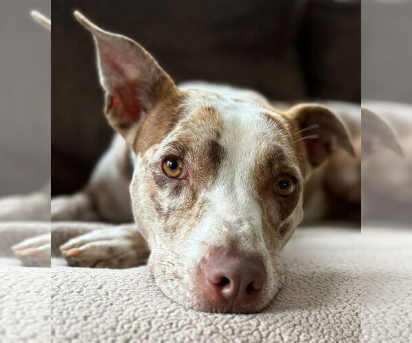 Medium Photo #4 Catahoula Leopard Dog-Unknown Mix Puppy For Sale in Woodbury, NY, USA