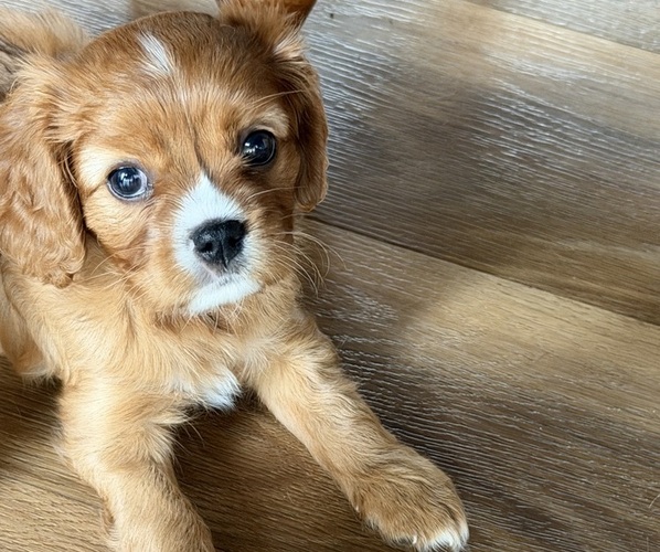 Medium Photo #4 Cavalier King Charles Spaniel Puppy For Sale in KANSAS CITY, MO, USA
