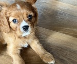 Small #3 Cavalier King Charles Spaniel