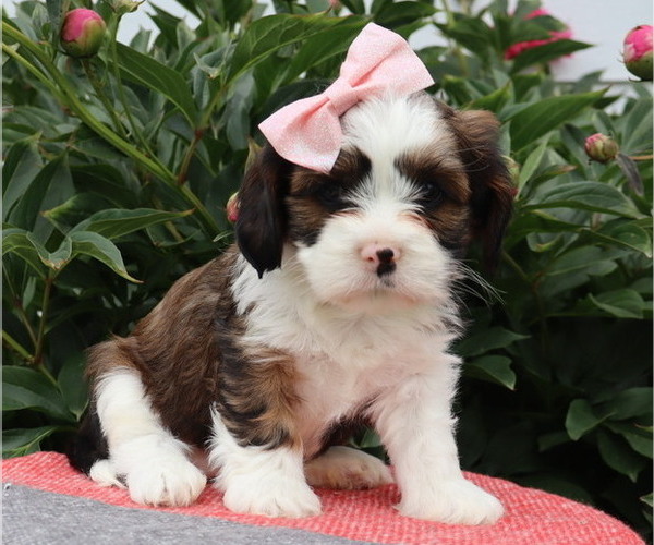 Medium Photo #15 Cava-Tzu Puppy For Sale in THORP, WI, USA