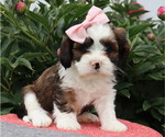 Small #3 Cava-Tzu