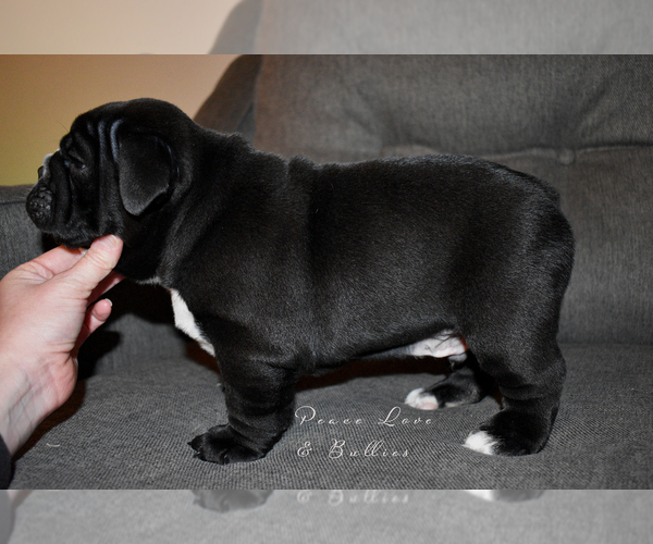 Medium Photo #4 English Bulldog Puppy For Sale in DERBY, KS, USA