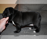 Small Photo #4 English Bulldog Puppy For Sale in DERBY, KS, USA