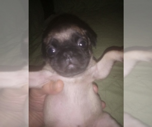 Pug Puppy for Sale in FORT WAYNE, Indiana USA