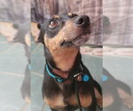 Rosco - Male Miniature Pinscher-Unknown Mix Dog for Adoption - Small photo