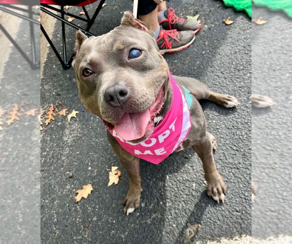 Medium Photo #18 American Staffordshire Terrier Puppy For Sale in Lawrenceville, NJ, USA