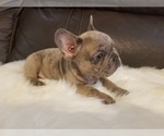 Small Photo #24 French Bulldog Puppy For Sale in BALDWIN PARK, CA, USA