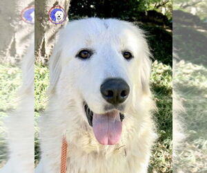 Great Pyrenees Dogs for adoption in Spring, TX, USA