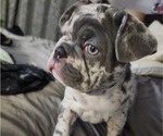 Small Photo #3 French Bulldog Puppy For Sale in GRAND TERRACE, CA, USA
