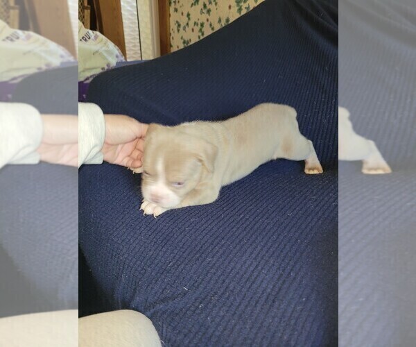 Medium Photo #6 Olde English Bulldogge Puppy For Sale in HAMLER, OH, USA