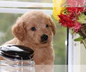 Goldendoodle Puppy for sale in FAIR GROVE, MO, USA