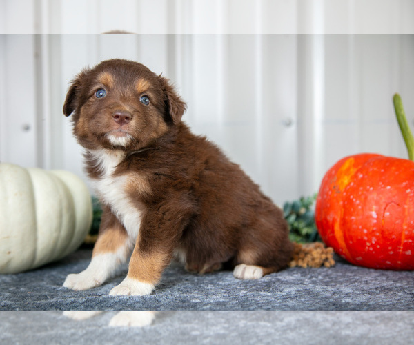 Medium Photo #1 Australian Shepherd Puppy For Sale in CAMDEN, MI, USA