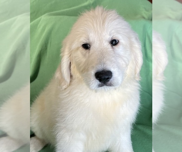 Medium Photo #7 Goldendoodle Puppy For Sale in DUNDEE, OH, USA