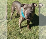 Small #4 American Pit Bull Terrier-Chinese Shar-Pei Mix