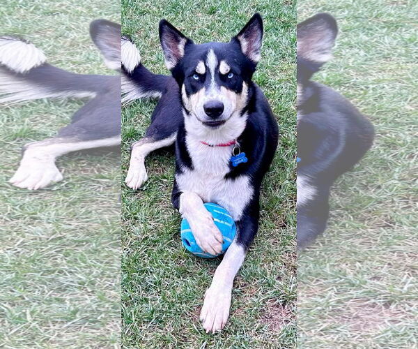 Medium Photo #2 Huskies -Siberian Husky Mix Puppy For Sale in Newport Beach, CA, USA