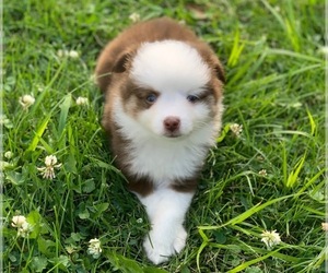 Miniature Australian Shepherd Puppy for sale in MANSFIELD, PA, USA