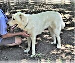 Small #1 Great Pyrenees-Retriever  Mix