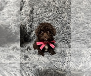 Cavapoo (Toy) Puppy for sale in JEFFERSONVILLE, IN, USA