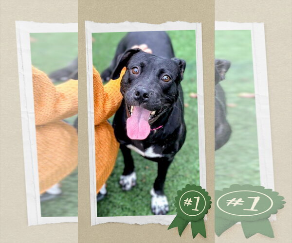 Medium Photo #1 Labrador Retriever-Unknown Mix Puppy For Sale in columbia, SC, USA