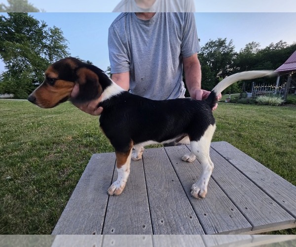 Medium Photo #1 Beagle Puppy For Sale in FREEPORT, OH, USA