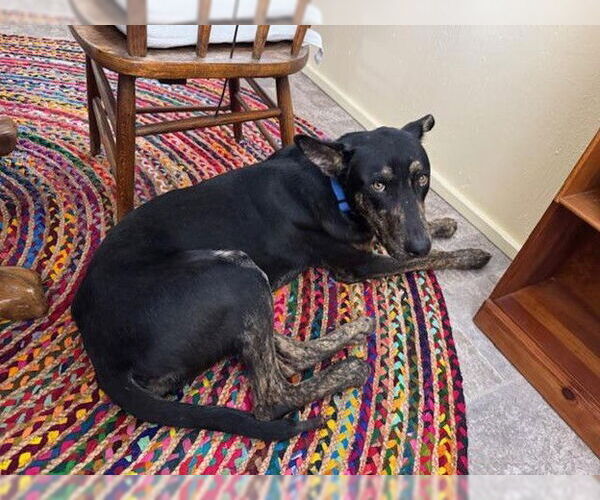 Medium Photo #6 Mutt Puppy For Sale in Williamsburg, NM, USA