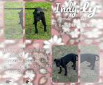 Small Labrador Retriever Mix