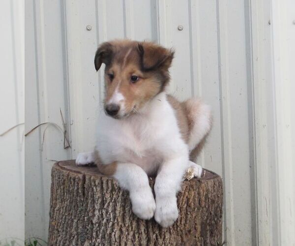 Medium Photo #2 Collie Puppy For Sale in FORT PLAIN, NY, USA