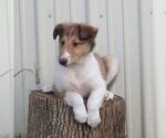 Small #1 Collie