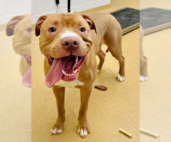 Medium Photo #1 American Pit Bull Terrier-Unknown Mix Puppy For Sale in Derwood, MD, USA