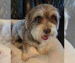 Small #3 Maltipoo (Toy)