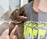 Small Photo #3 Labrador Retriever Puppy For Sale in MC CORDSVILLE, IN, USA