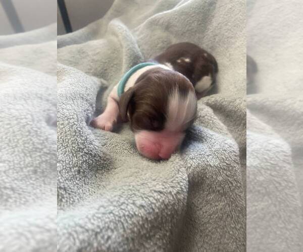Medium Photo #2 English Springer Spaniel Puppy For Sale in SHERMAN, TX, USA