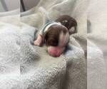 Small #1 English Springer Spaniel