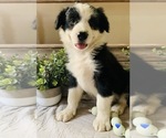 Small Photo #4 Border Collie Puppy For Sale in RIPON, CA, USA