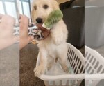 Small #2 Goldendoodle