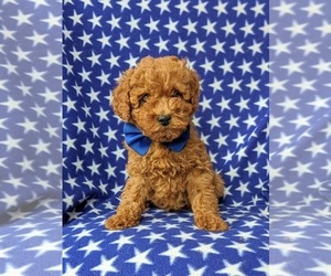 Cockapoo-Poodle (Miniature) Mix Puppy for sale in PEACH BOTTOM, PA, USA