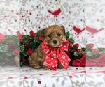 Small Photo #2 YorkiePoo Puppy For Sale in OXFORD, PA, USA