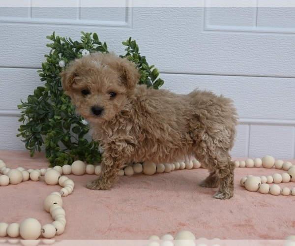 Medium Photo #1 Maltipoo Puppy For Sale in HOLMESVILLE, OH, USA