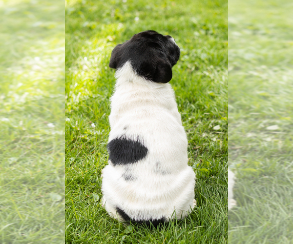 Medium Photo #4 Cocker-Pei Puppy For Sale in MILLERSBURG, IN, USA