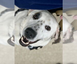Neo - Male Great Pyrenees-Unknown Mix Dog for Adoption - Photo #2