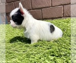 Small #83 French Bulldog