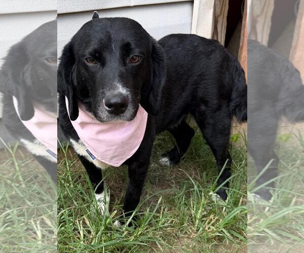 Medium Photo #4 Bagle Hound Puppy For Sale in Wetumpka, AL, USA