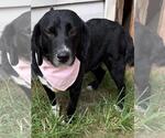 Small #3 Bagle Hound