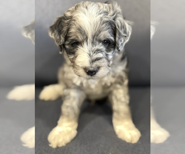 Medium Photo #1 Golden Mountain Doodle  Puppy For Sale in JIM FALLS, WI, USA